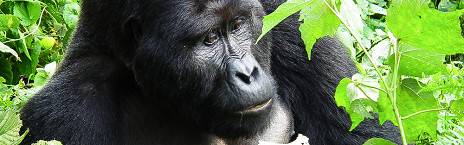 10-Day Gorilla, Chimpanzee & Big 5 Game Safari in Uganda