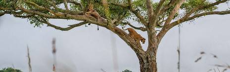 10-Day Gorilla, Chimpanzee & Big 5 Game Safari in Uganda