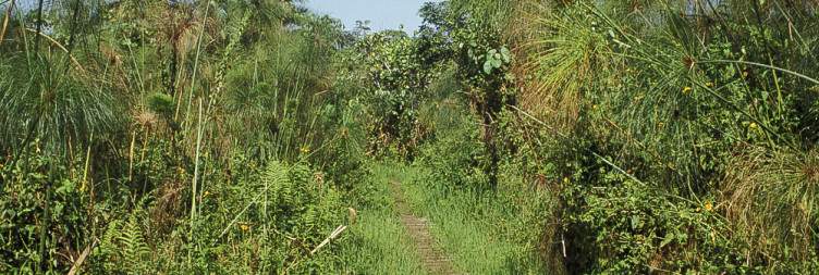 Chimpanzee Tracking Experience and Bigodi swamp walk
