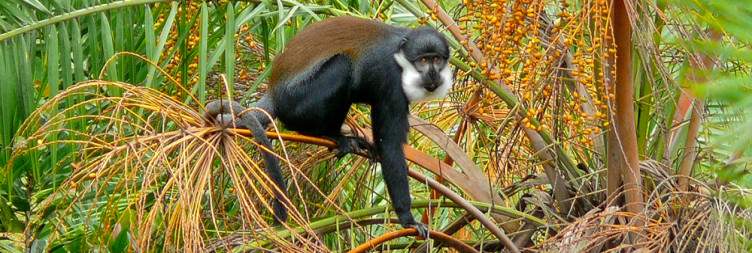 Transfer to Kibale National Park | Bigodi Wetlands Sanctuary