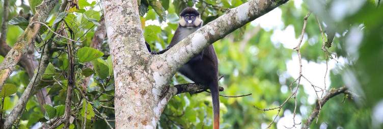 Pick Up and Transfer to Kibale National Park with an Afternoon Swamp walk in the Bigodi wetlands