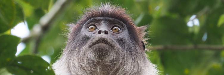 Transfer to Kibale National Park with an Afternoon Swamp Walk in the Bigodi Wetland Sanctuary