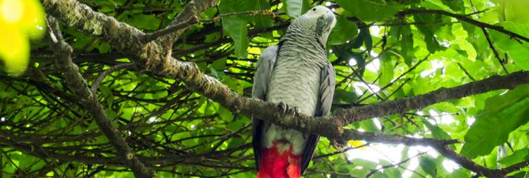 Transfer to Kibale National Park
