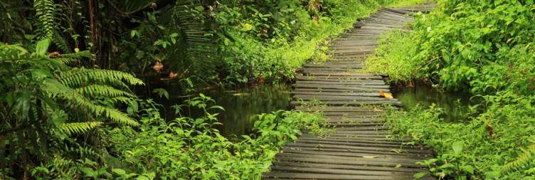 Transfer from Kampala to Bidodi Wetland Sanctuary (Approx 5hrs drive)