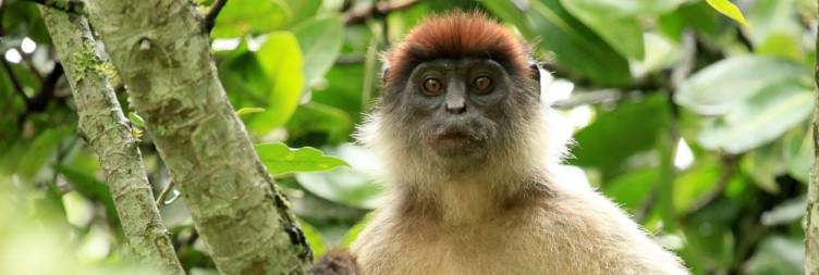 Transfer from Kampala to Kibale National Park (Approx 6hrs Drive)