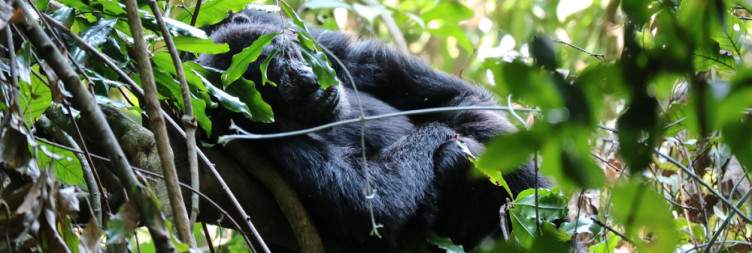 Budongo Forest Chimp trekking & transfer back to Entebbe(Approx 6hrs)