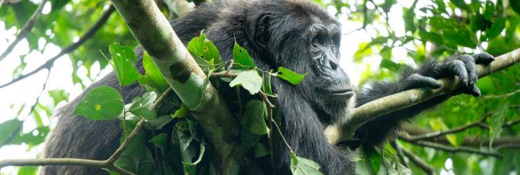 Travel to Murchison Falls National Park Overnight at Budongo forest
