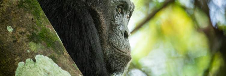 Queen Elizabeth National Park - Budongo Forest