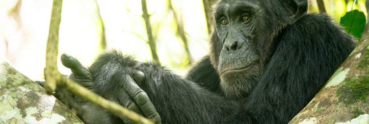 Pickup from Entebbe and Transfer to Budongo Chimpanzee trekking
