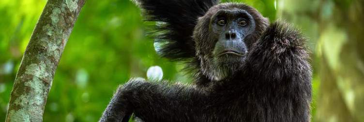 Chimpanzee trekking in Budongo forest reserve