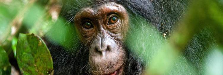 Chimpanzee trekking in Bugoma Forest National Park, Transfer to Kibale N Park, for 13 Primates Home