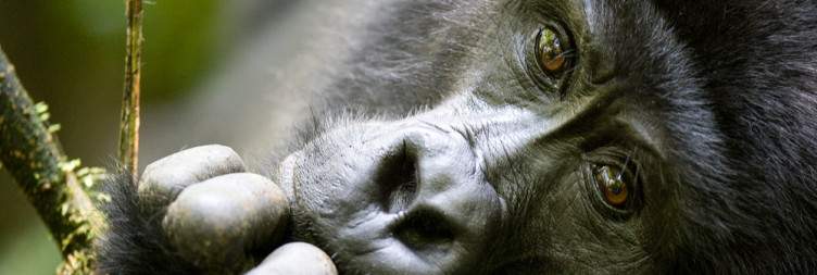 Queen Elizabeth National Park - Bwindi Impenetrable National Park