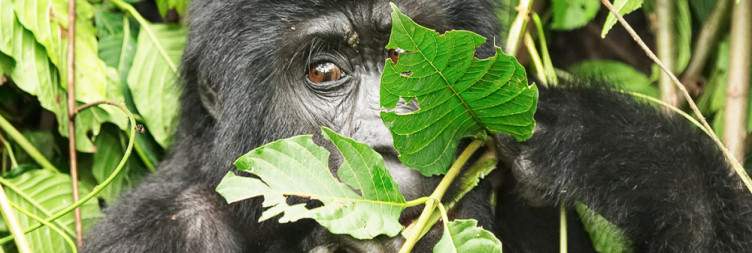 Early game drive and Drive to Bwindi Forest National Park