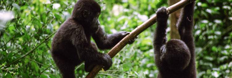 Arrival In Uganda| Transfer to Bwindi Impenetrable Forest National Park