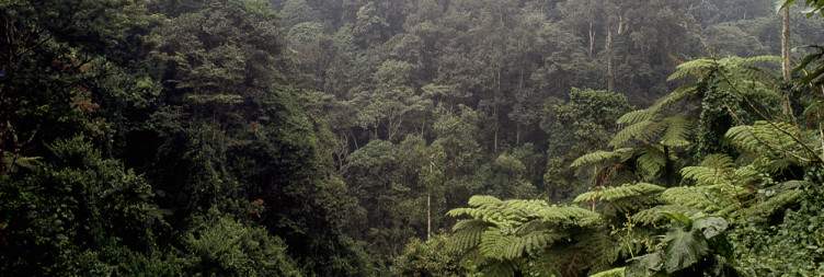 Golden Monkey Trekking (Visit the Dian Fossey Memorial) & Transfer to Bwindi Forest
