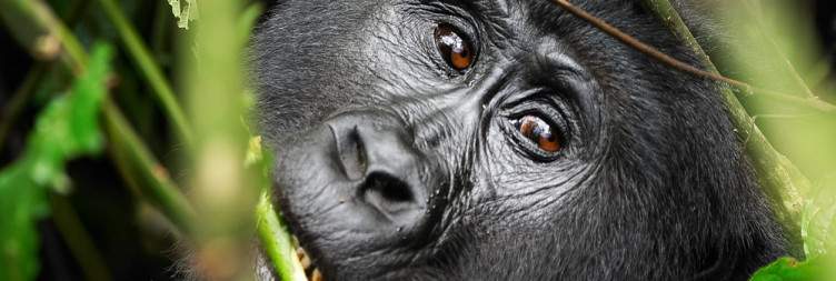 Arrival and transfer to Bwindi Impenetrable National Park