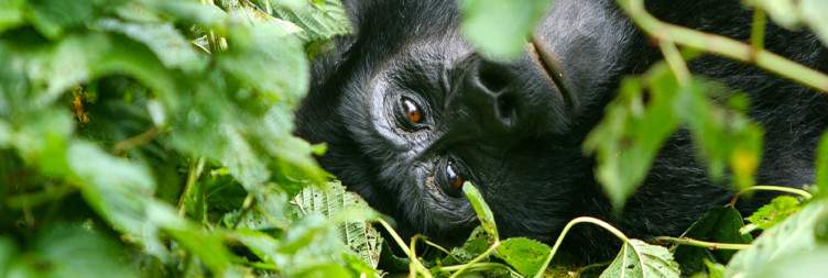 Gorilla trekking in Bwindi Impenetrable National Park/Mgahinga National Park