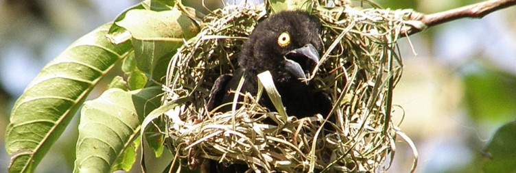 Full-Day Birding in Bwindi – The Albertine Rift Experience