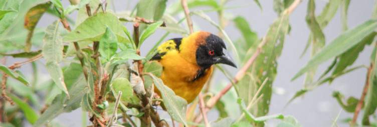 Birding Through The Neck & Transfer to Buhoma