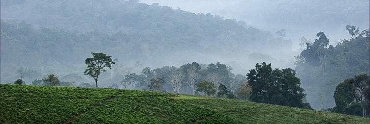 Arrival and Transfer to Bwindi Impenetrable National Park
