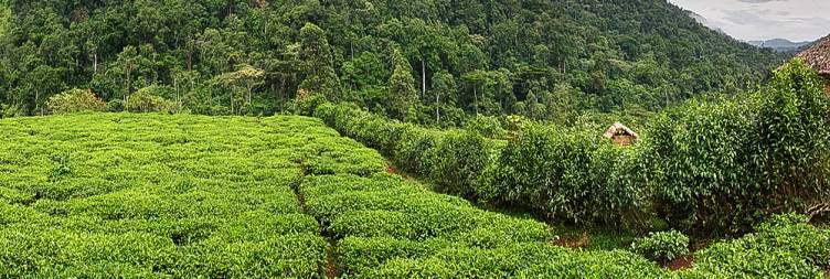 Transfer to Bwindi, Batwa community experience