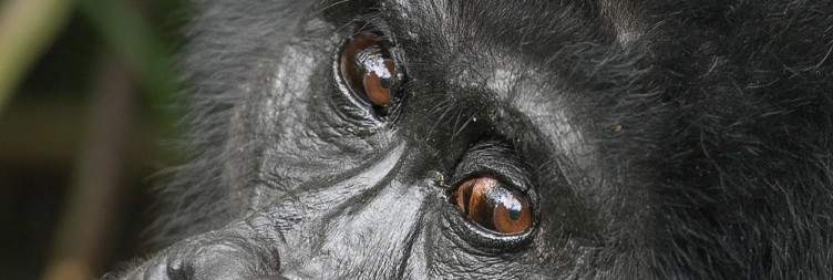 Gorilla tracking expeience