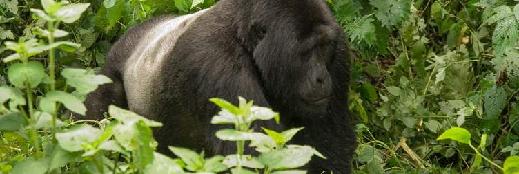 Gorilla Trekking Experience & Return