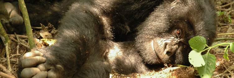 Ishasha Game Drive – Transfer to Bwindi Impenetrable National Park