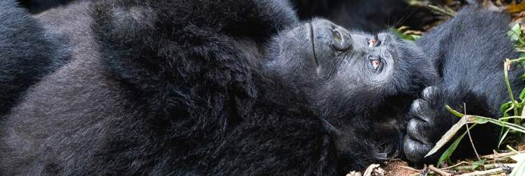 Mountain gorilla trekking