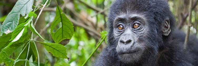 Transfer from Kibale to Bwindi Impenetrable National Park