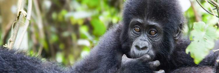 Gorilla Habituation Experience