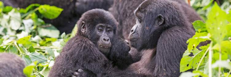 Queen Elizabeth NP- Bwindi Impenetrable National Park/ Ruhija (Approx 5hrs drive)
