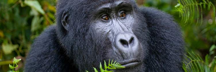 Transfer to Bwindi Impenetrable National Park by air
