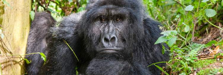 Transfer from Queen Elizabeth park to Bwindi Impenetrable National Park - A Gorilla trekking journey