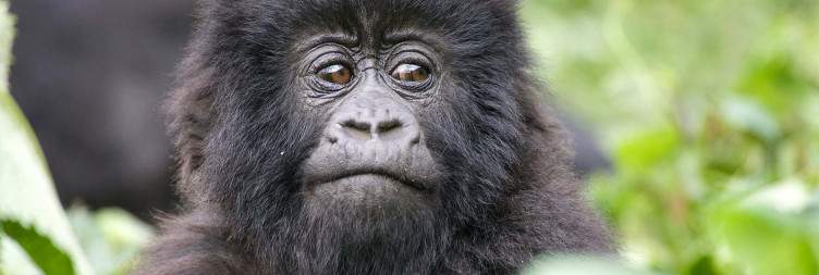 Boat Cruise in Queen Elizabeth National Park and Transfer to Bwindi Impenetrable Forest