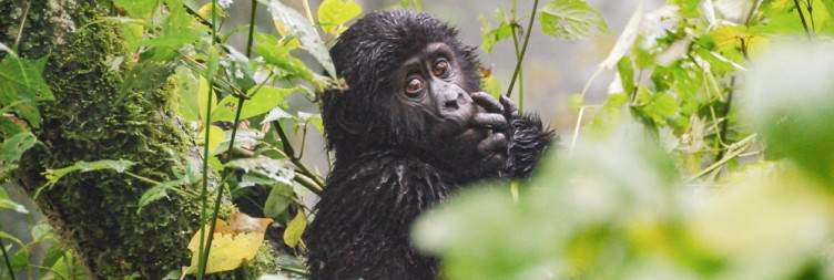 Drive to bwindi impenetrable national park