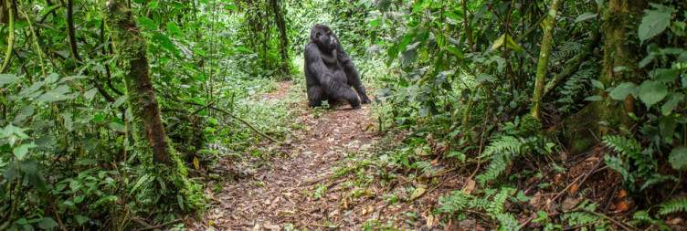 Gorilla Trekking | The Batwa (Optional)