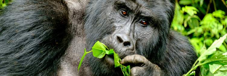 Transfer from Kibale-Bwindi Impenetrable NP (Approx 6hrs drive)