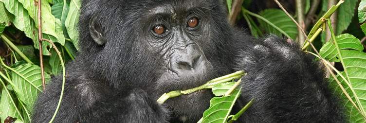 Gorilla Trekking and Batwa Experience