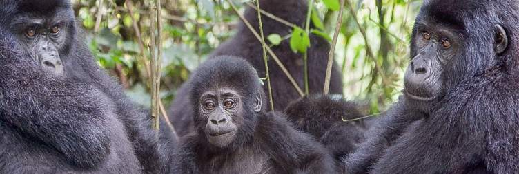 Volcanoes National Park - Bwindi Impenetrable National Park