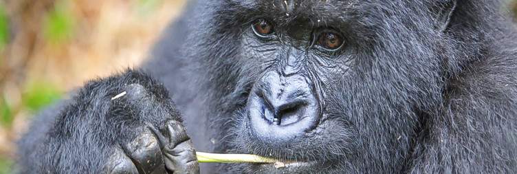 Morning Game Viewing - Bwindi Impenetrable National Park