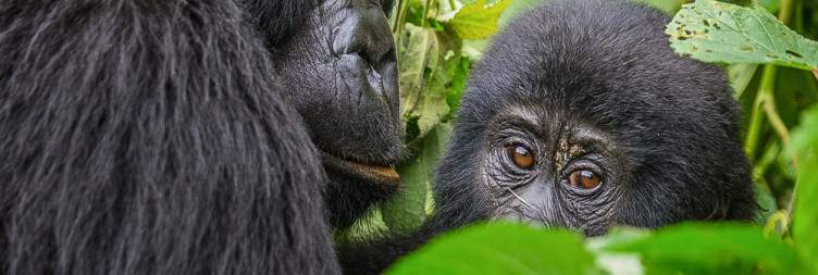 Gorilla Trekking in Volcanoes NP – Transfer to Bwindi (Uganda)