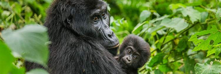 Gorilla Trekking in Bwindi – Optional Cultural Experience