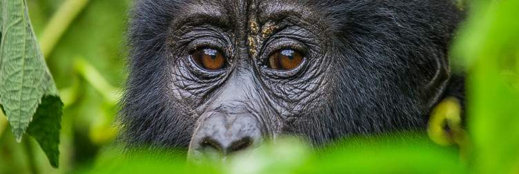 Pick-up From Hotel and Transfer to Bwindi National Park