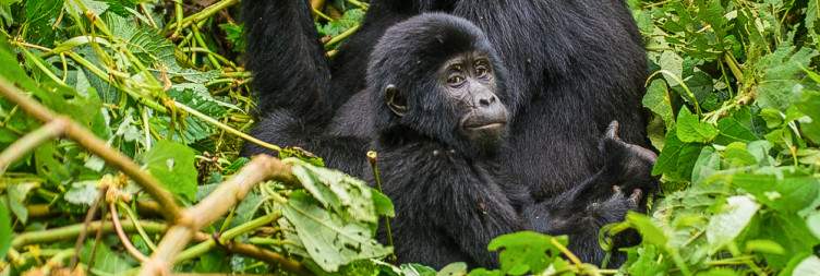 Drive to Bwindi Impenetrable National Park