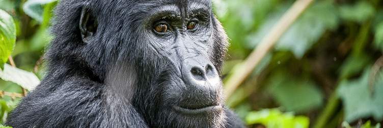 Gorilla Tracking and Drive back to Kigali