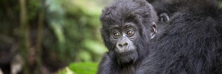 Arrival in Kigali International Airport & Transfer to Bwindi Impenetrable NP(Approx 5hrs drive)