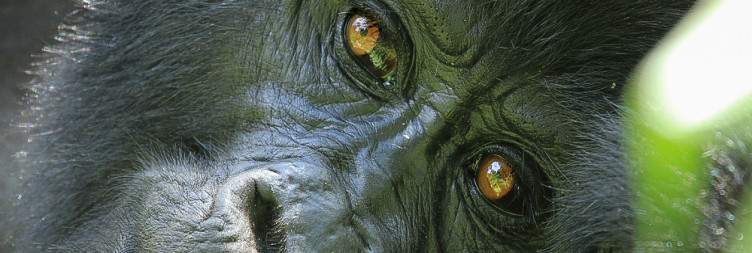 Bwindi Gorilla Trekking & Cultural Walk