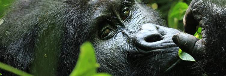 Bwindi Impenetrable National Park Gorilla Trekking