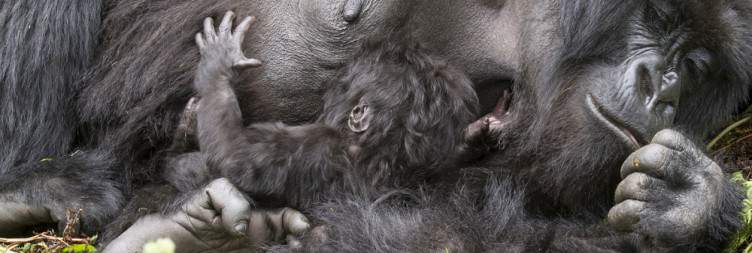 Golden Monkey Tracking – Transfer to Bwindi Impenetrable NP, Uganda